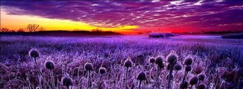 Lavender ~ Purple Sunset Beautiful Nature Beautiful