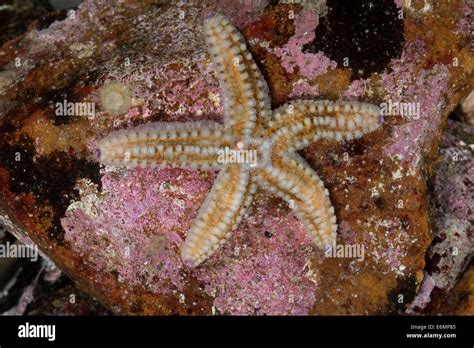 Spiny Starfish Spiny Sea Star Eisstern Eisseestern Eis Seestern