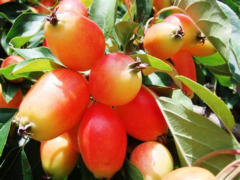 When do apple trees fruit. The Urbane Forager: In Praise of Crab Apples