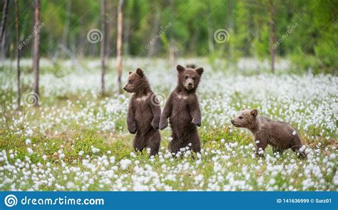 Brown Bear Cubs Playing On The Field Among White Flowers