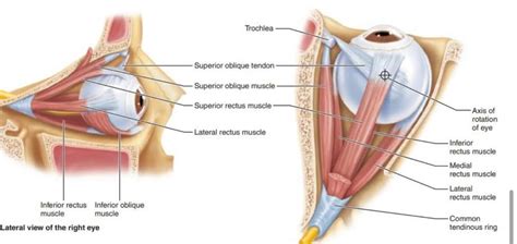 Eye Muscles And Tendons Diagram Quizlet