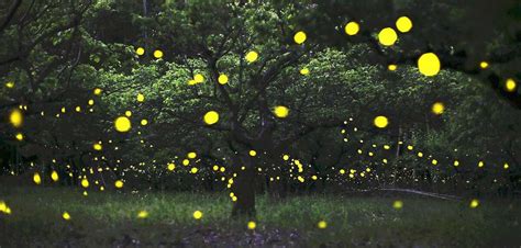 Robert Miller The Magic Of Fireflies Is Beginning