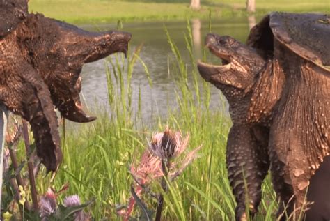 Baby Snapping Turtle Diet And Habitat Js Photography