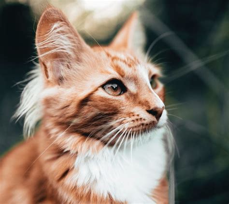 Cats With Ear Tufts And Cat Ear Furnishings We Love Animals