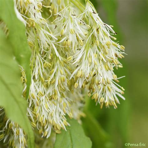 Le Frêne à Fleurs Fraxinus Ornus Subsp Ornus Quelle Est Cette