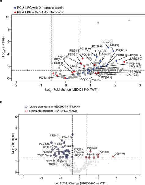 Quantitative Lipidomics Of Mams Identifies A Role For Ubxd8 In