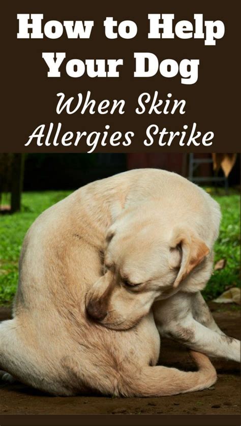 Understanding Dog Skin Allergies Remedies Treatment And Skin Care