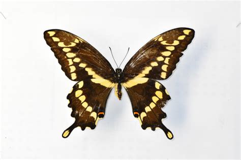 Giant Swallowtail DesignedforDiscovery