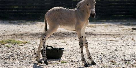 One Of The Worlds Rarest Animals African Wild Donkey Born At English