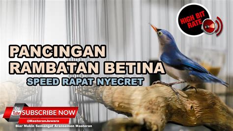 We did not find results for: Decu Kembang Jantan Dan Betina : Burung Decu Wulung Jantan ...