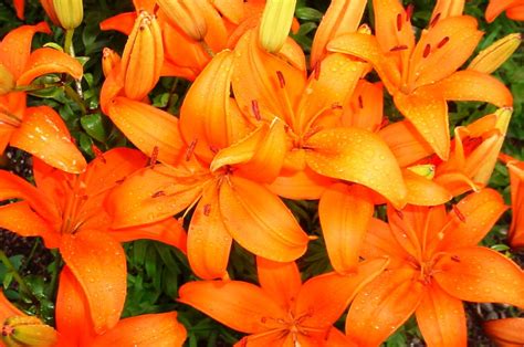 Lilies How To Plant Grow And Care For Lily Flowers The Old Farmer