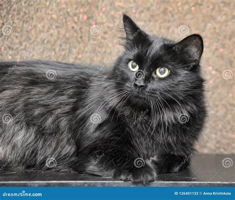 Thick Fluffy Black Cat Stock Photo Image Of Frightened 126401132