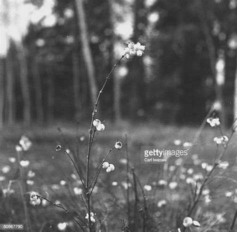 Snowberry Photos And Premium High Res Pictures Getty Images