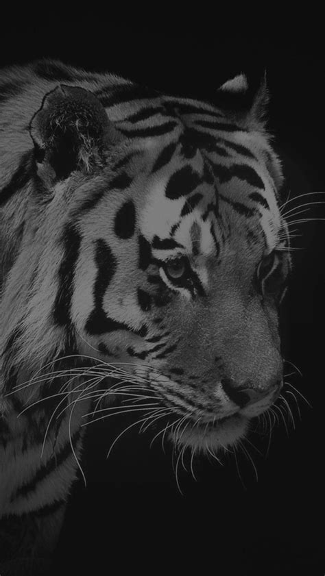 Tiger Dark Animal Love Nature Iphone Wallpapers Free Download