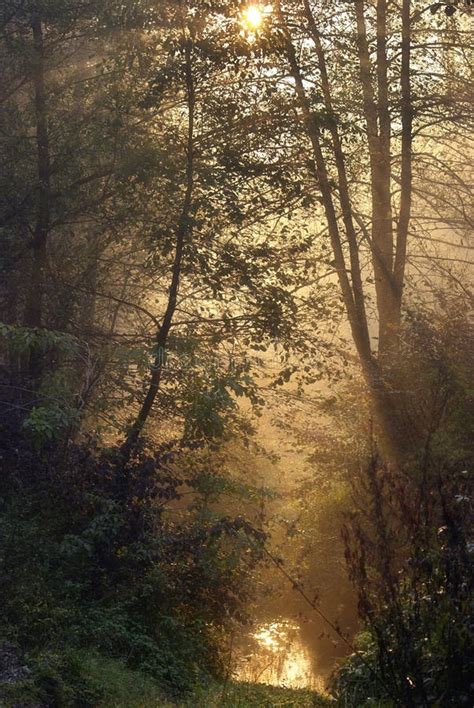 Misty Forest With Early Morning Sun Rays And Water Stock Photo Image