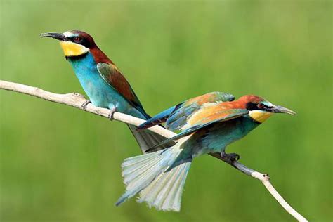 The Life of Sweet Birds: Most Beautiful Birds of the World