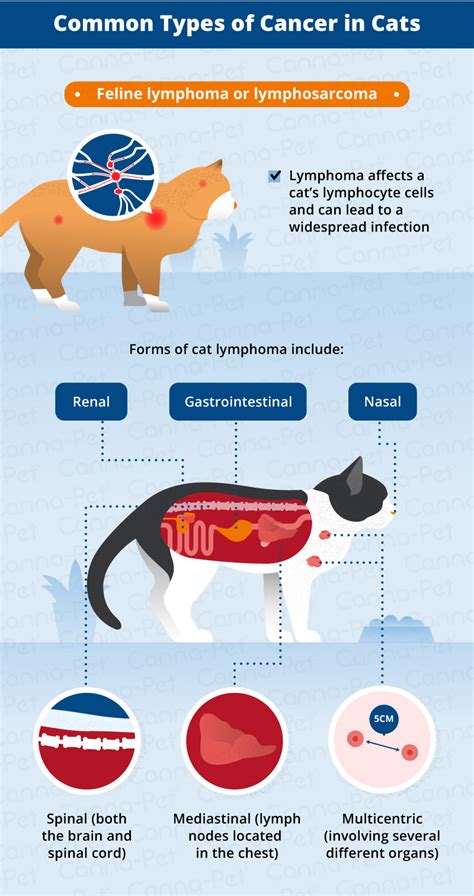 Cancer In Cats Causes Symptoms And Treatments Canna Pet