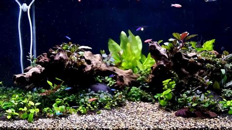 Tank Bucephalandra Aquascape Natural Layout YouTube