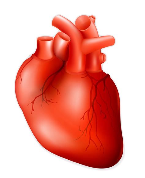Heart Human
