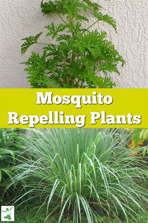 Does Citronella Plants Actually Repel Mosquitoessrzphp