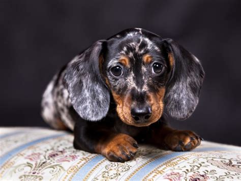 You will find dachshund dogs for adoption and puppies for sale under the listings here. Doxie Pin
