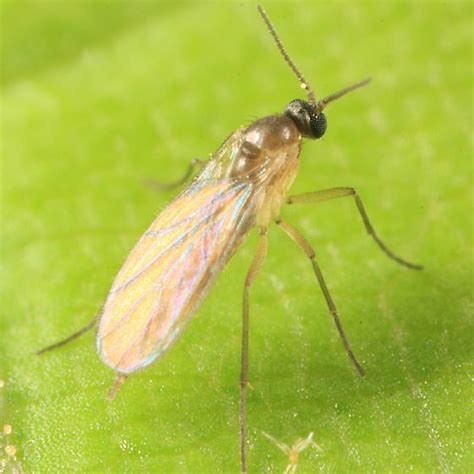 Dark Winged Fungus Gnat Bradysia Bugguidenet