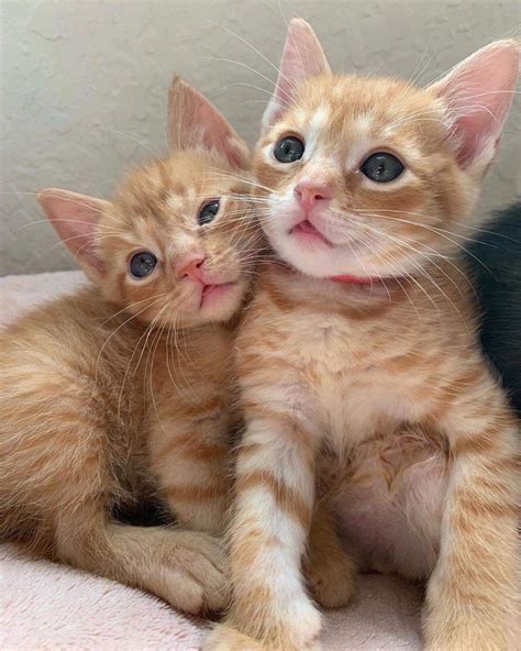 Tabby Kitten Orange Ginger Kitten Foster Mom The Fosters Kittens