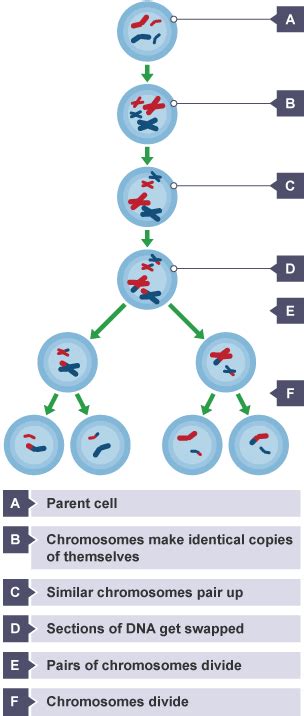 Meiosis Cell Division And Stem Cells Wjec Gcse Biology Single