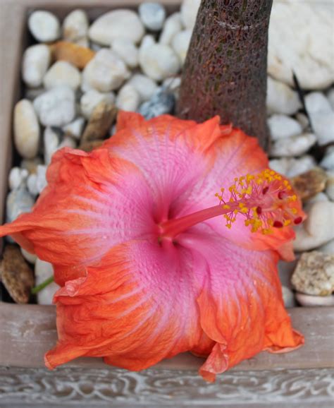 Florez Nursery Hibiscus Rosa Sinensis Spring Song