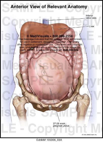 Anterior View Of Relevant Anatomy Medical Illustration Medivisuals