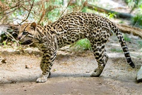 Are the most favorable habitat for jaguars. Tropical Rainforest Animals