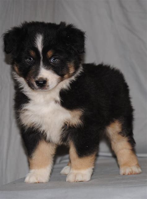 Interested in finding out more about the australian shepherd? Australian Shepherd Puppies For Sale | Houston, TX #212949