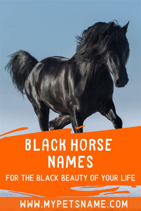 Black Horse Names Horse Names Black Horse Pet Names