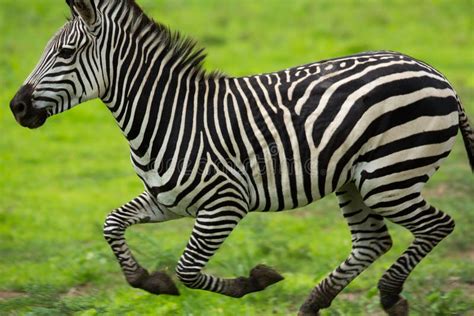 Zebra Running Stock Image Image Of Wild Horses Savannah 28479425