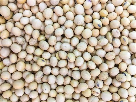 Soybean Texture Background Dry Soy Beans Agricultural Products Stock