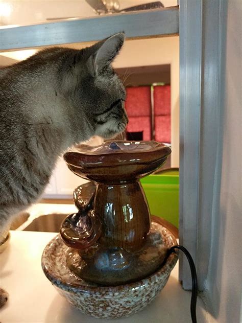 Tabletop Water Fountain Indoor Water Fountain For Pets Cat Etsy