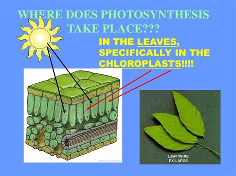 What makes cactus plants different? PPT - CHARACTERISTICS OF LIFE All living things use energy ...