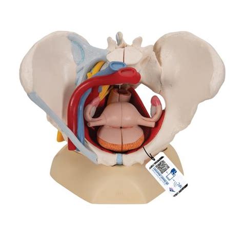 ƒ pelvic and retroperitoneal contents and spaces ƒ bony structures ƒ connective tissue (fascia, ligaments) ƒ pelvic floor and abdominal musculature. Anatomical Teaching Models | Plastic Human Pelvic Models ...