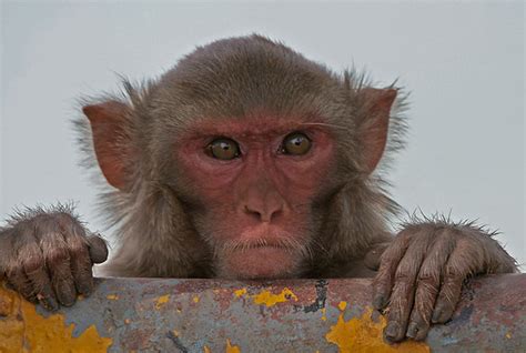Natureza Experimento identifica sinal de autoconsciência em macaco rhesus