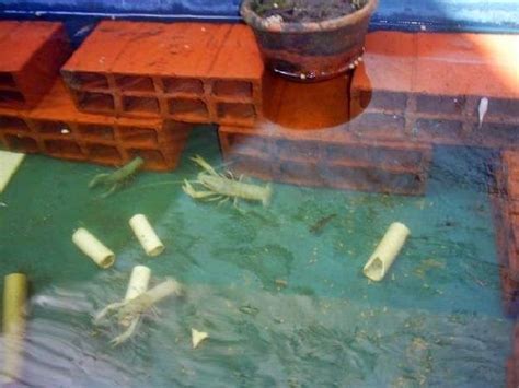 Akuarium hias, baik akuarium air tawar, akuarium air laut dan aquarium aquascape tentunya akan semakin cantik dengan ikan hias yang ada nah bagi yang ingin memelihara dan merawat ikan hias di akuarium diperlukan beberapa cara agar ikan hias tetap sehat dan tidak mudah mati. Cara Merawat Lobster Air Tawar di Akuarium dan Kolam Beton ...