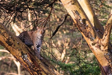 Leopard Hiding In A Tree Stock Photo Image Of Tree Secret 666812