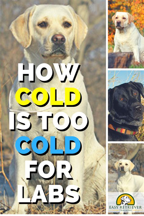 Its also important to not leave them outside for too long; Do Labradors Get Cold at Night? | Dog cold, Outside dogs, Cold