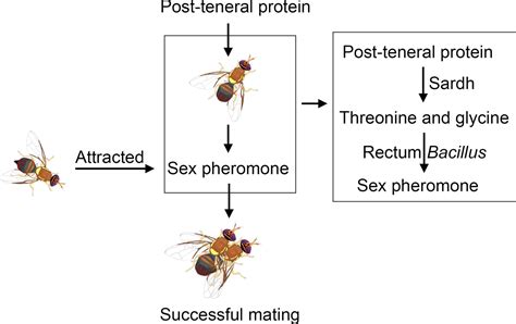 protein feeding mediates sex pheromone biosynthesis in an insect elife