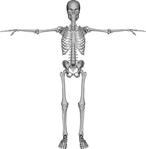 Skeleton PNG - Human Skeleton Transparent - Free Transparent PNG Logos