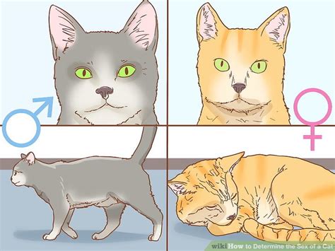 How To Determine The Sex Of A Cat Wiki Feline Reproductive System Health