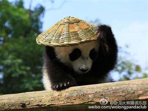 Real Kung Fu Panda In Sw China 1 Society