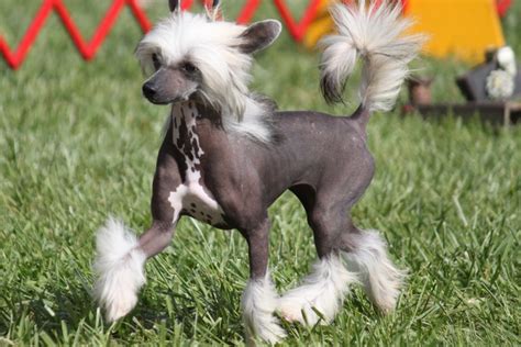 Chinese Crested Breed Information Chinese Crested Images
