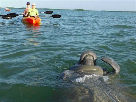 11 Best Places In Florida To See Manatees In 2022 With Photos Trips
