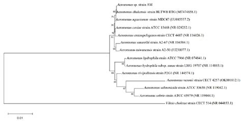 Phylogenetic Tree Of Aeromonas Spp Based On The 16s Rrna Gene Using