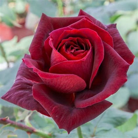 Papa Meilland 3ft 90cm Standard Rose Potted Roses Victoria